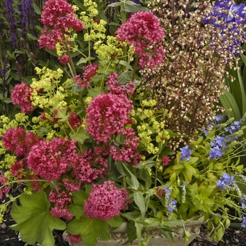 Heuchera 'Champagne Bubbles' 11259