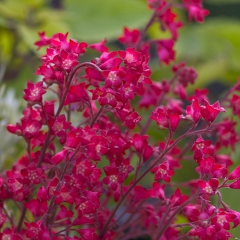 Heuchera 'Mt. St. Helens' 