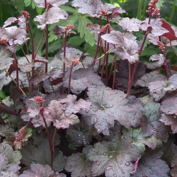 Heuchera 'Royal Velvet' PPAF