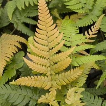 Dryopteris labordei 'Golden Mist™' 