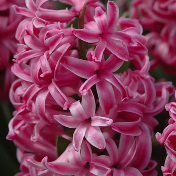Hyacinthus orientalis 'Pink Pearl' 