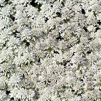 Iberis sempervirens 'Snowflake'