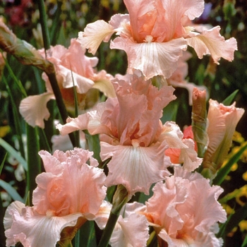 Iris germanica 'Beverly Sills' 