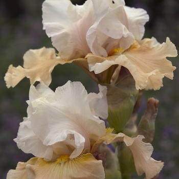 Iris 'Champagne Elegance' 