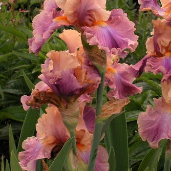 Iris germanica 'Chasing Rainbows'