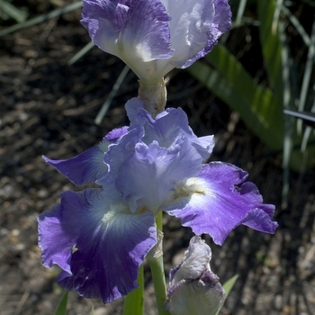 Iris germanica 'Clarence' 