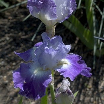 Iris germanica 'Clarence'