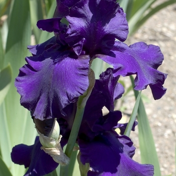 Iris germanica 'Dusky Challenger'