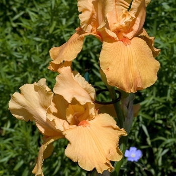 Iris germanica 'Firebreather' 