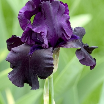 Iris germanica 'Hello Darkness' 