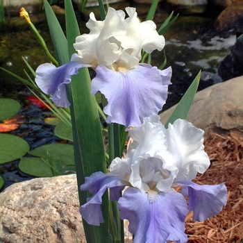 Iris germanica 'Stairway to Heaven' 