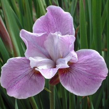 Iris sibirica 'Pink Haze' 
