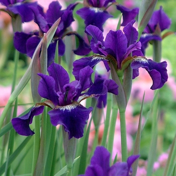 Iris sibirica 'Ruffled Velvet' 