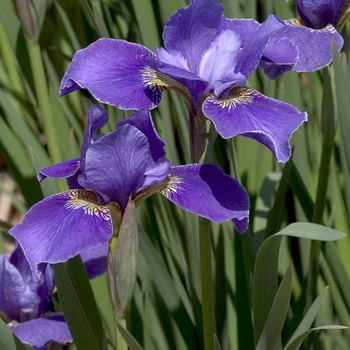 Iris sibirica 'Silver Edge' 