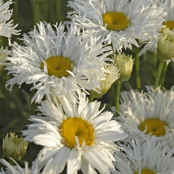 Leucanthemum x superbum 'Crazy Daisy' 