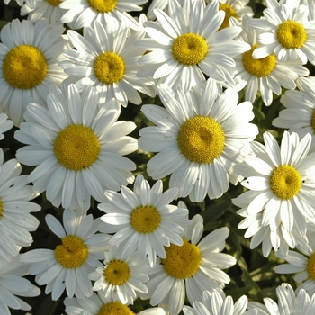 Leucanthemum x superbum 'Snowcap'