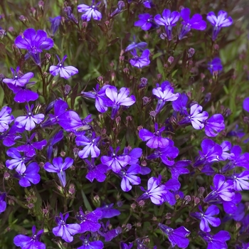 Lobelia erinus