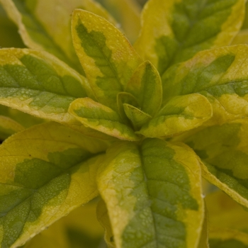 Lysimachia punctata 'Golden Alexander' 