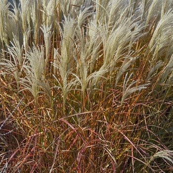 Miscanthus sinensis v. purpurascens