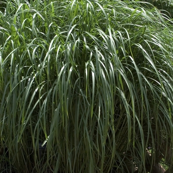 Miscanthus sinensis 'Hercules' 