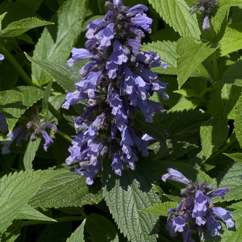 Nepeta subsessilis