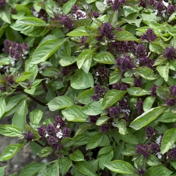 Ocimum basilicum 'Magical Michael' 