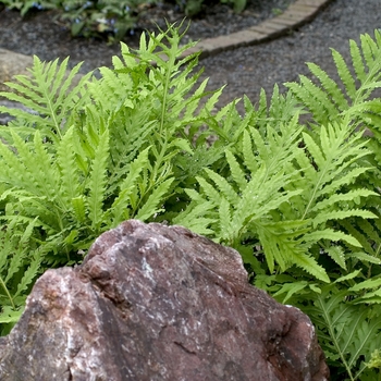 Onoclea sensibilis '' (042771)