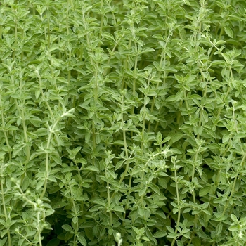 Origanum majorana 