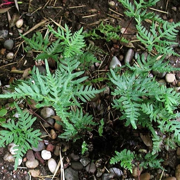 Cheilanthes argentea