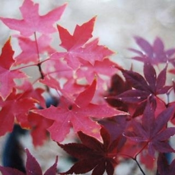 Acer truncatum 'Fire Dragon®' 