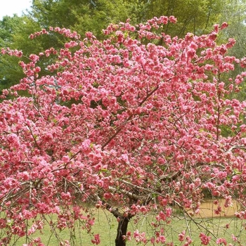 Prunus 'Crimson Cascade' 