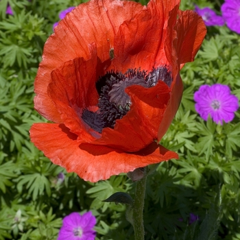 Papaver orientale 'Brilliant'