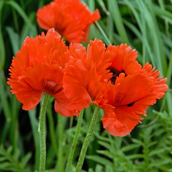 Papaver orientale 'Turkenlouis'