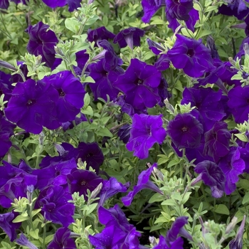 Petunia multiflora 'Blue' 