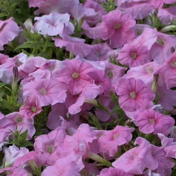 Petunia 'Hurrah Salmon Chiffon' 