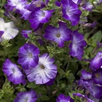 Petunia 'Merlin Blue Morn' 