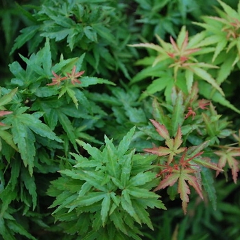 Acer palmatum 'Goshiki Kotohime' 