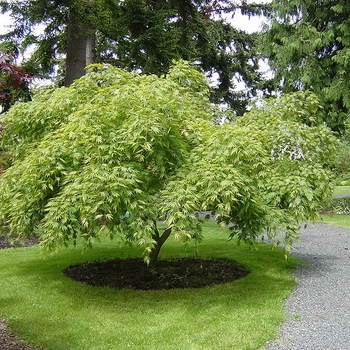 Acer palmatum 'Omurayama' 