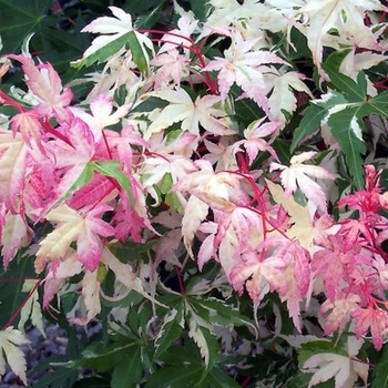 Acer palmatum 'Orido-nishiki' 