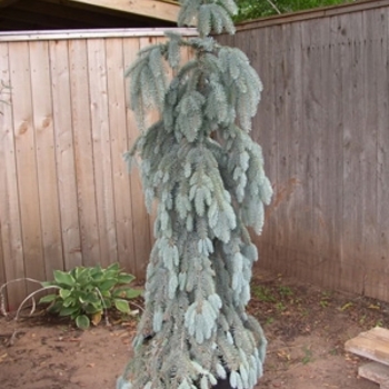 Picea pungens 'Glauca Slenderina® Pendula' 