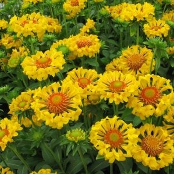 Gaillardia x grandiflora 'Moxie' PP24331