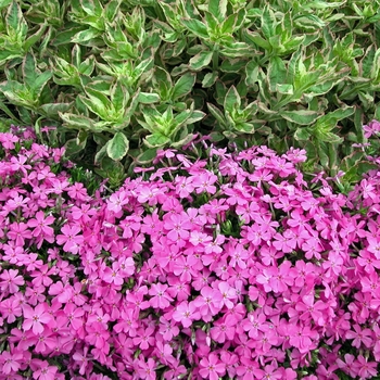 Phlox subulata 'Emerald Pink' 