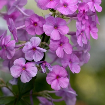 Phlox maculata 'Alpha' 