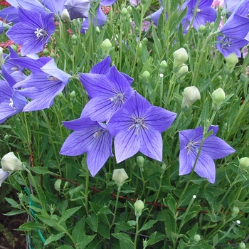 Platycodon grandiflorus 'Fuji Blue' 