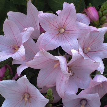 Platycodon grandiflorus 'Fuji Pink' 