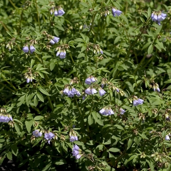 Polemonium reptans