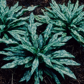 Pulmonaria longifolia ssp cevennensis 