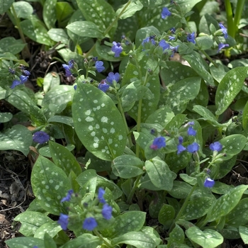 Pulmonaria 'Smokey Blue' (042951)