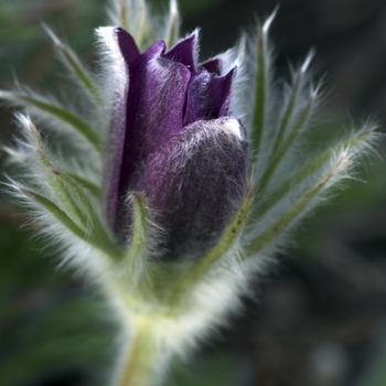 Pulsatilla vulgaris