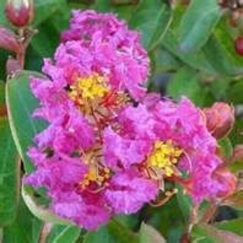 Lagerstroemia indica 'Royalty' 